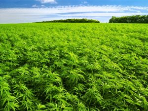  Marijuana Farm in Colorado